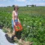 Summer Squash