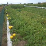 Picking Melons