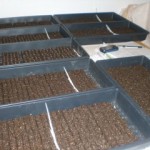 Planting flats of seeds.
